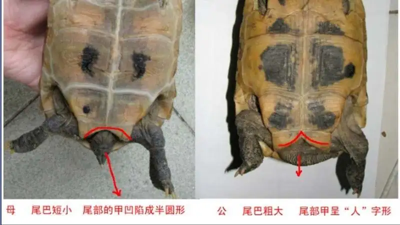 巴西龟如何分公母(巴西龟分公母的方法图片)