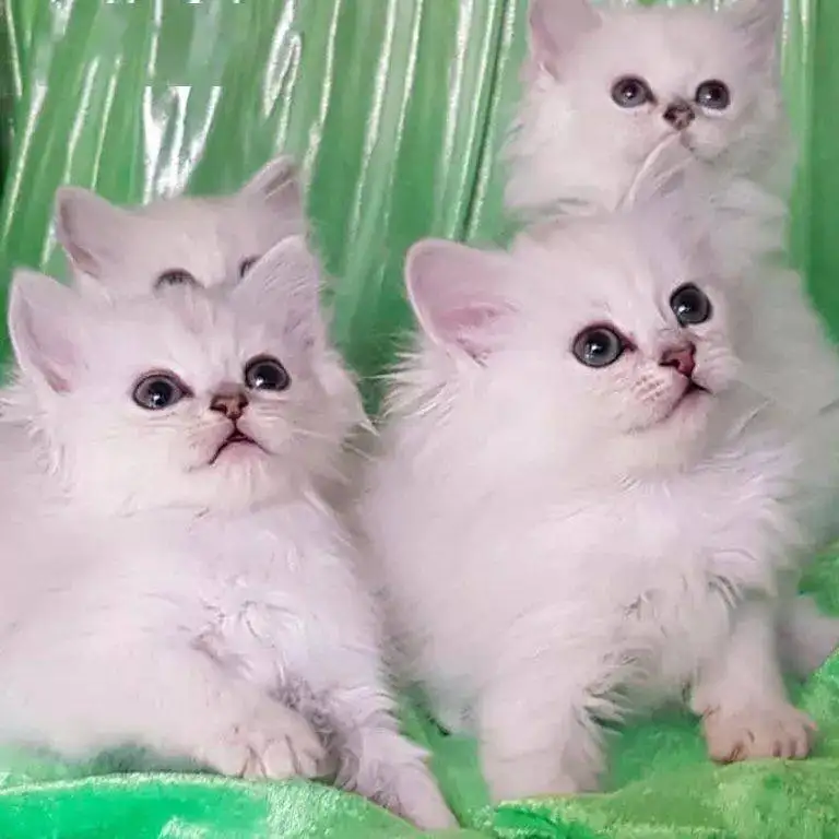波米拉猫(波米拉猫好养吗)