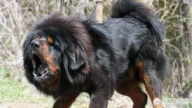 藏獒适合家养吗(藏獒适合当宠物吗)