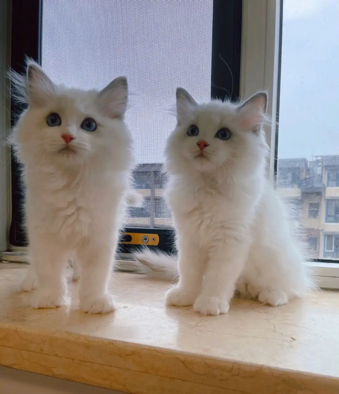 两只布偶猫(两只布偶猫图片)
