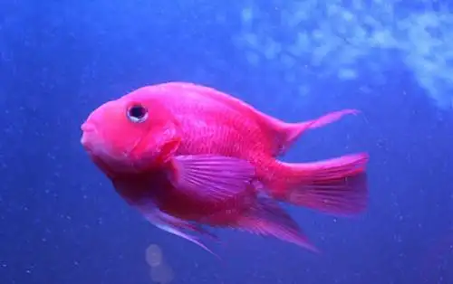红鹦鹉鱼怎样养(红鹦鹉鱼怎样养活)