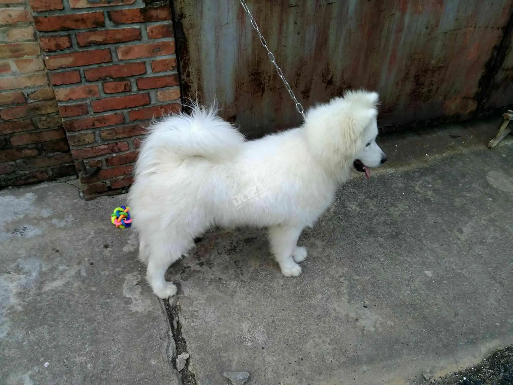 萨摩耶小型犬(萨摩耶小型犬是什么狗)