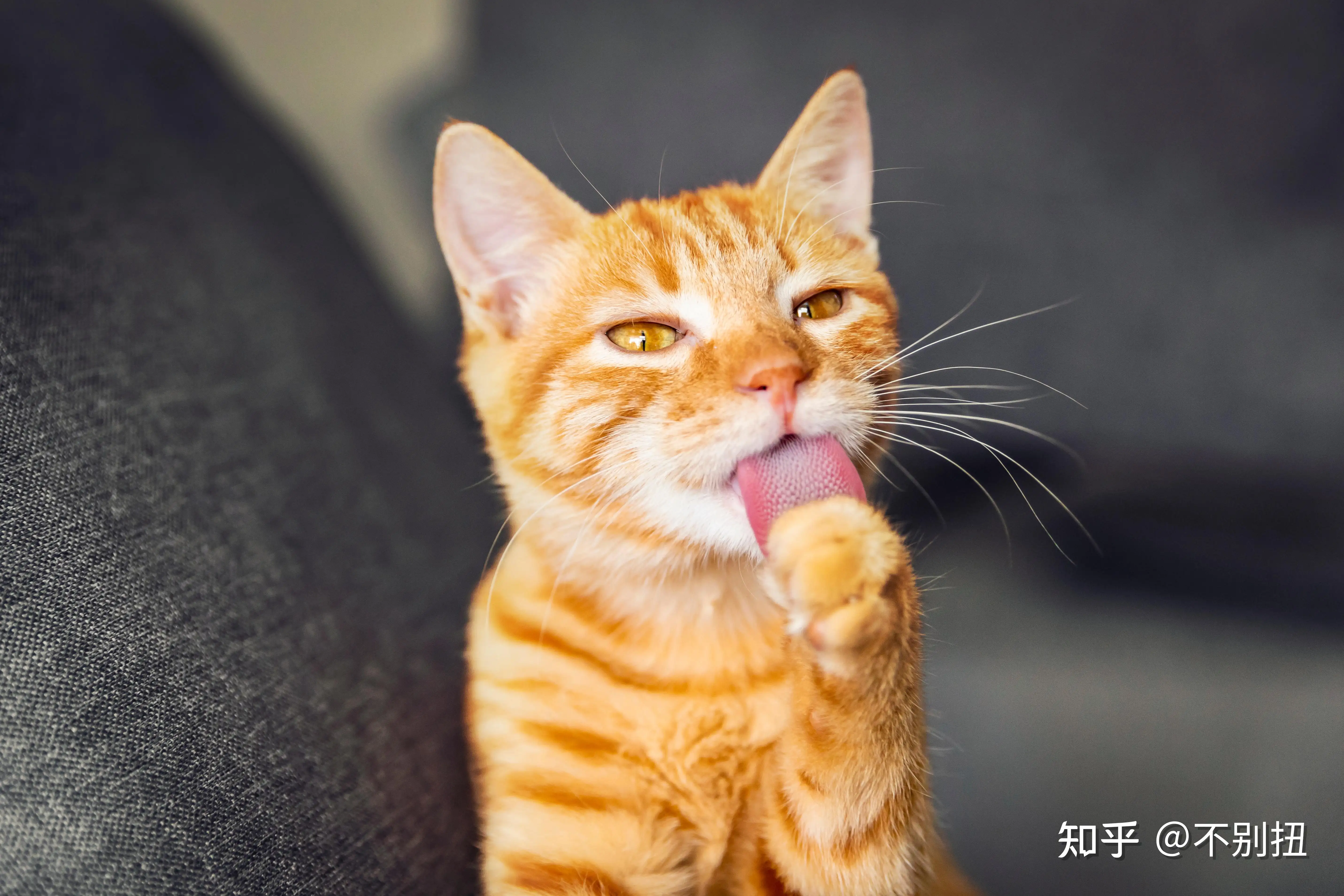 猫猫怀孕周期(猫咪怀孕的周期)