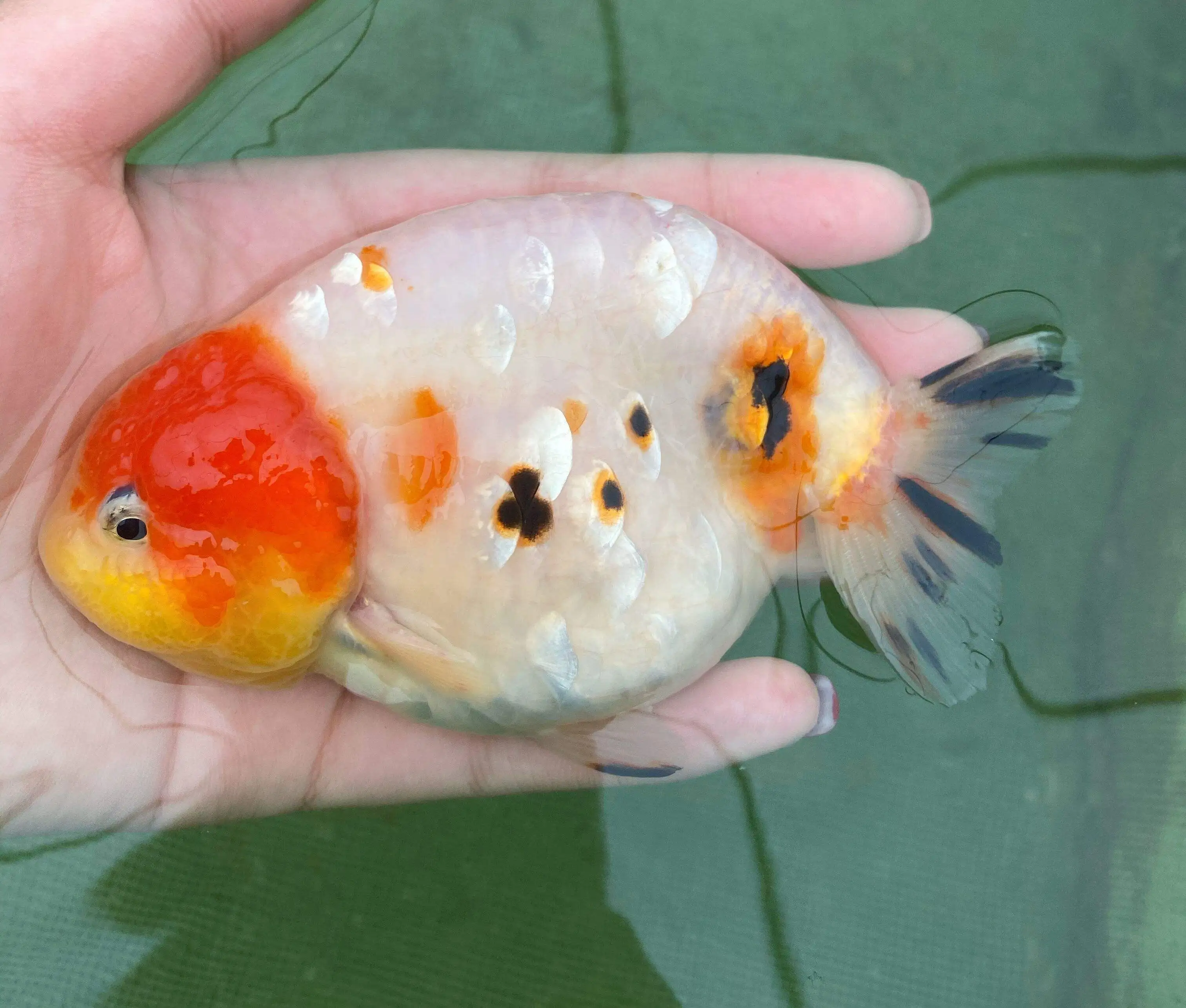 金鱼养的活吗(金鱼养的活吗能活多久)