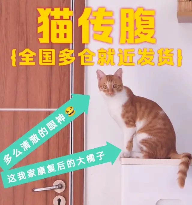 猫传腹的几种表现(猫传腹是什么样的症状)