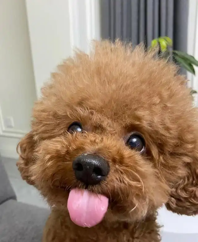 得了心脏肥大的狗狗能活多少年(得了心脏肥大的狗狗能活多少年啊)