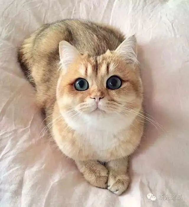 猫最好看的品种(最好看的猫的排行榜)