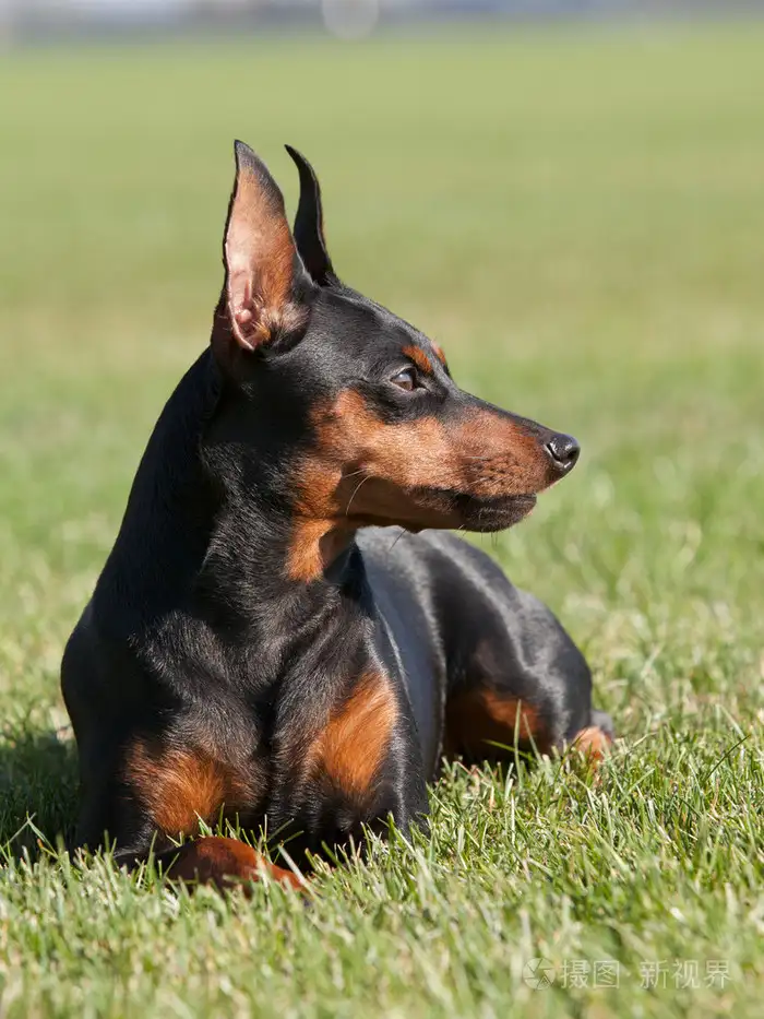 迷你杜宾犬凶不凶(迷你杜宾犬长什么样)
