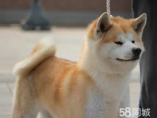 秋田狗狗舍(国内最专业的秋田犬舍百度知道)
