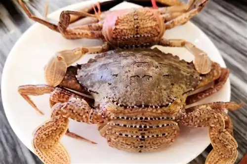 螃蟹主要吃什么为食(小螃蟹吃什么食物好养活)