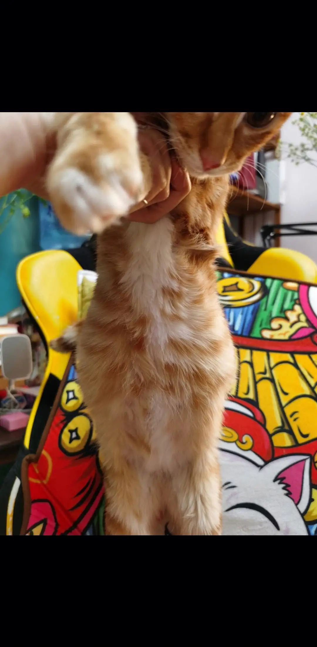 猫应激会得猫传腹吗(猫应激反应会得猫传腹吗)