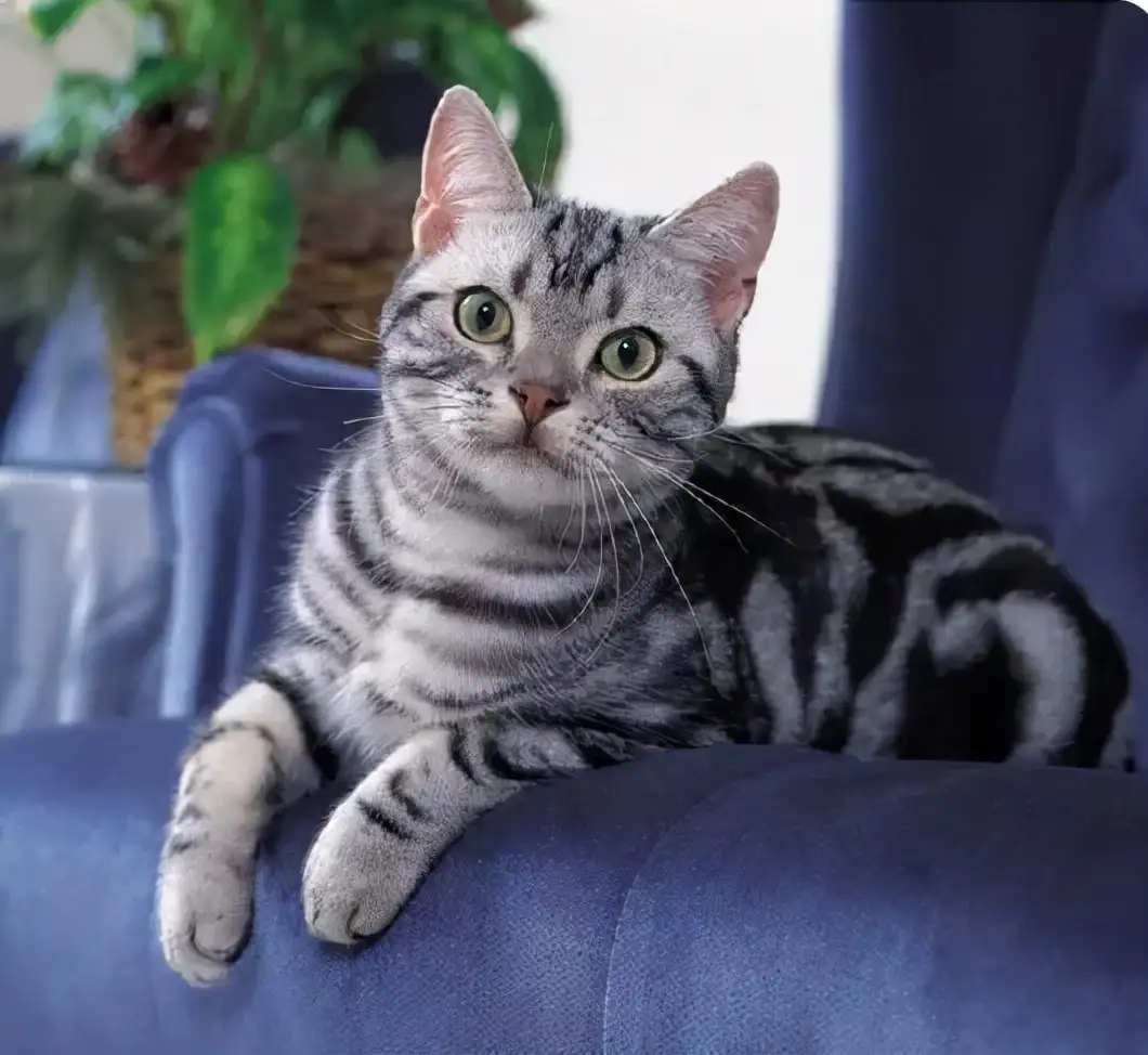 美短猫一岁多少钱一只(美短猫一岁多少钱一只幼崽)