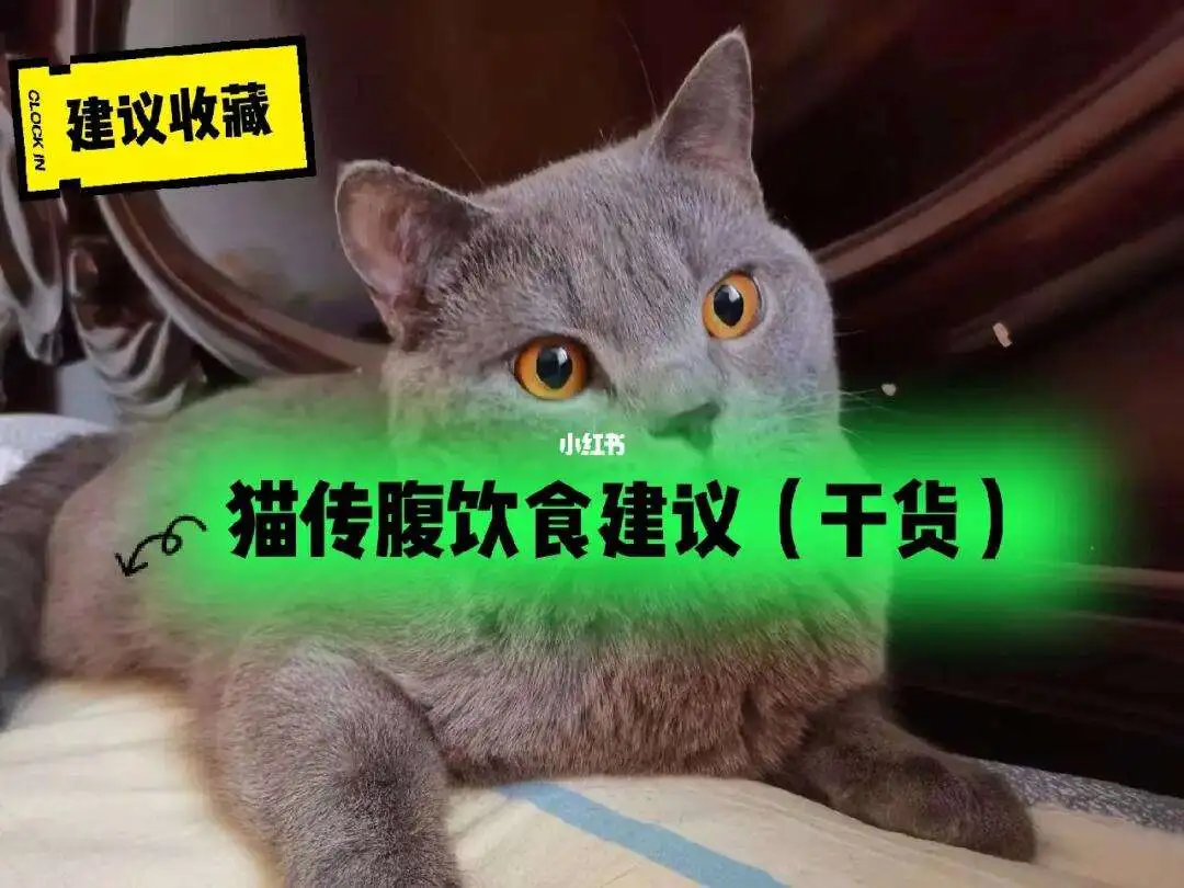 猫传腹食欲会特别好么(猫传腹早期一定会食欲减退)
