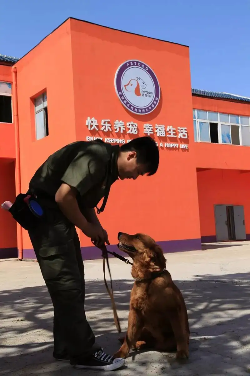 秋田犬纯种多少钱一只(秋田犬的价格多少钱一只)