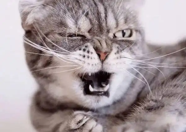 小猫讨厌主人的表现(小猫讨厌主人的表现有哪些)