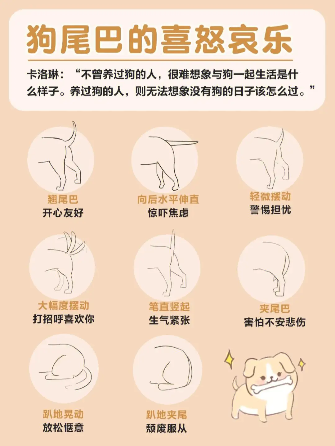 尾巴的作用是(鳄鱼尾巴的作用是什么)
