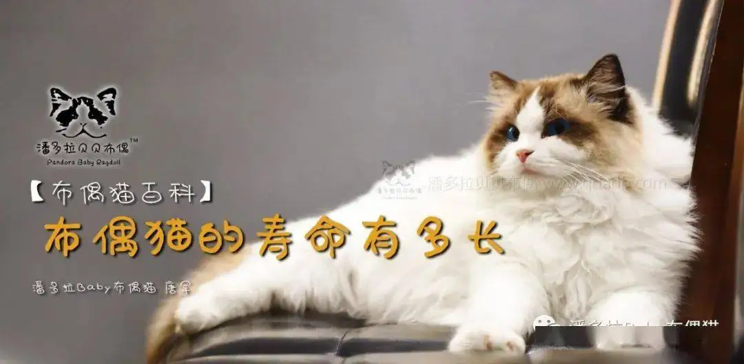 小猫的寿命是几年(小猫的寿命一般是几年)