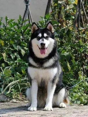 阿拉斯加犬跟萨摩耶哪个好养(阿拉斯加犬跟萨摩耶哪个好养些)