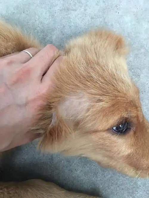 包含狗狗为什么老掉毛怎么办?的词条