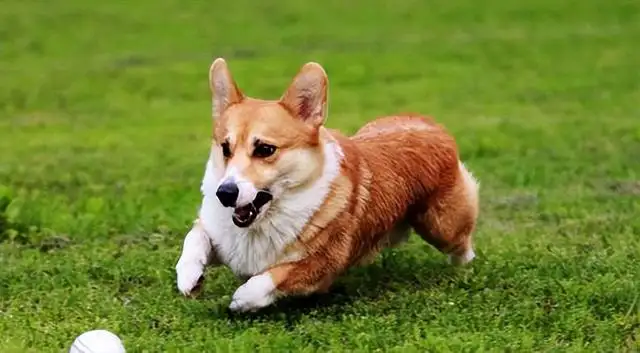 柯基犬好不好养(柯基好养吗,柯基优缺点分析)