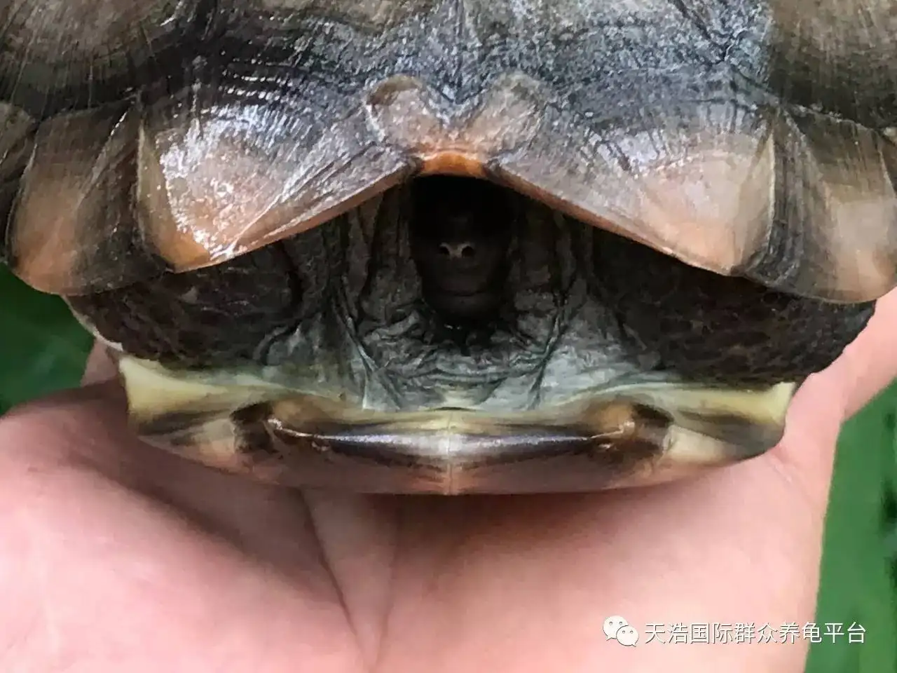 龟眼球突出(乌龟眼睛很大一个包)