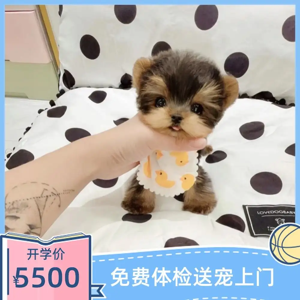 约克夏多少块钱(约克夏8000元)