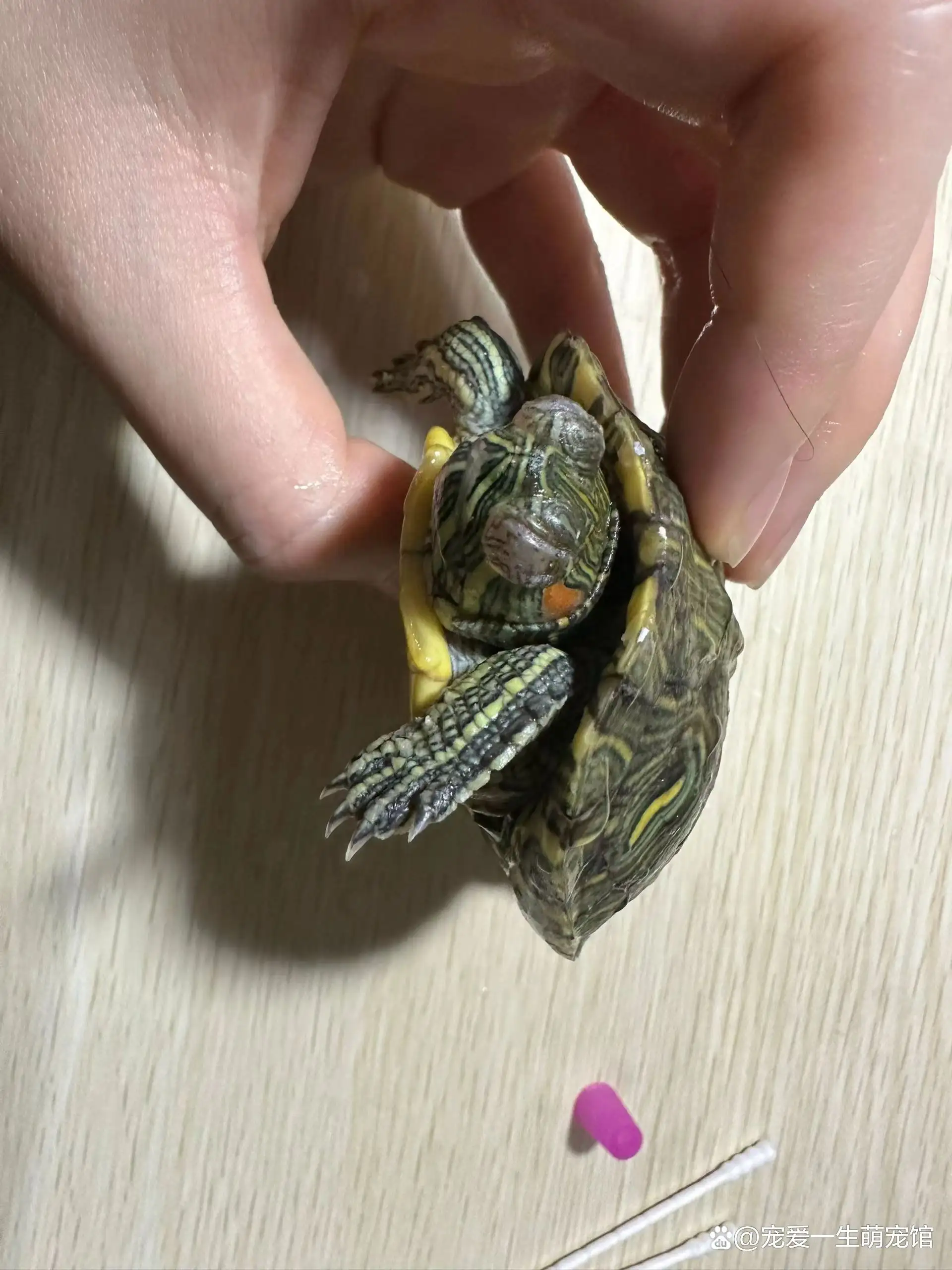 乌龟睁不开眼睛怎么办?(乌龟睁不开眼睛怎么办 金霉素眼膏怎么用)
