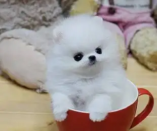 微型犬茶杯犬(微型茶杯犬寿命)