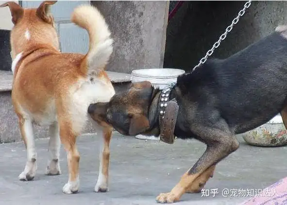 狗是怎么配种的(狗怎么配种的视 频)
