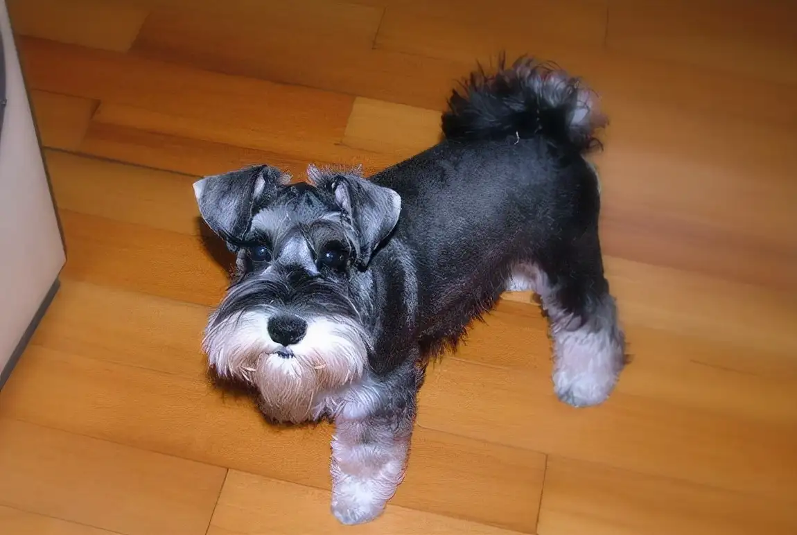 狗狗雪纳瑞多少钱一只(狗狗雪纳瑞多少钱一只幼犬)