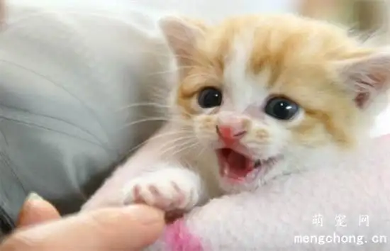 猫咪发出咕噜的声音是什么意思(猫咪发出咕噜咕噜的声音是啥意思)