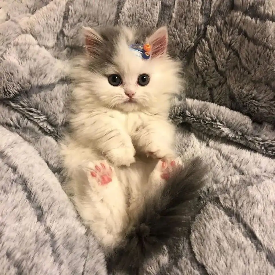 猫怀胎要几个月(猫怀胎要几个月才生)
