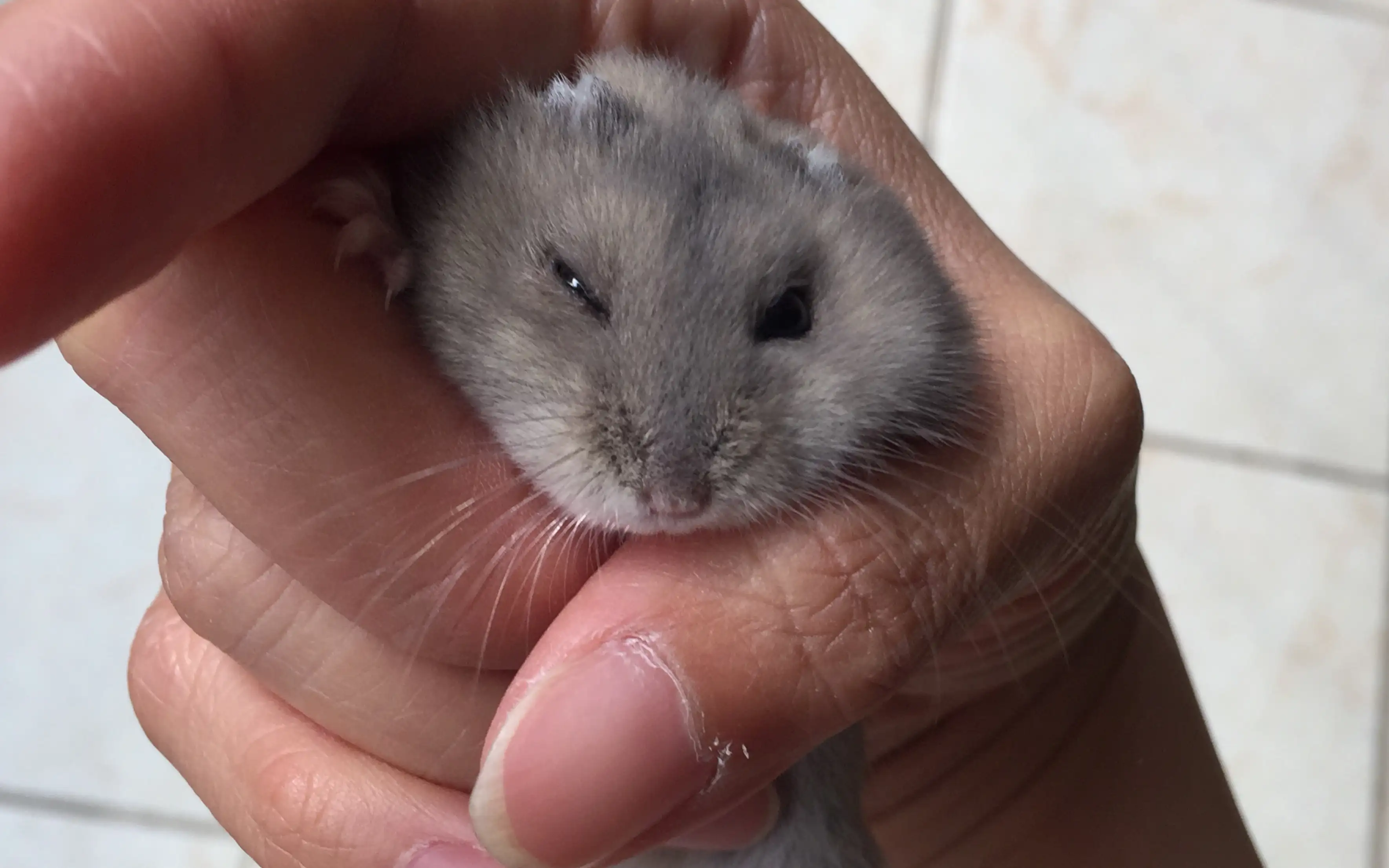 仓鼠一直闭着眼睛(仓鼠一直闭着眼睛睡觉)