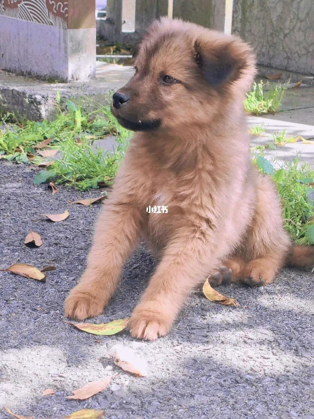 中华田园犬小型(中华田园犬小型犬)
