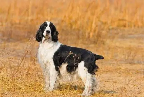 史宾格犬是禁养犬吗(史宾格犬是禁养犬吗图片)