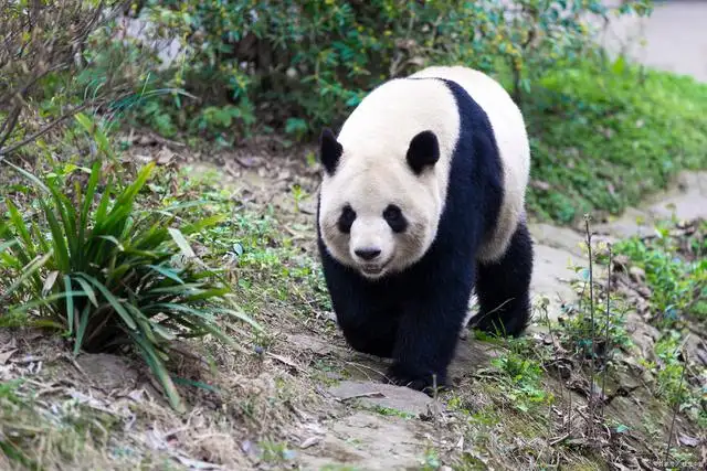 熊猫是猫科动物还是熊科动物(熊猫是猫科动物还是熊科动物100字作文)