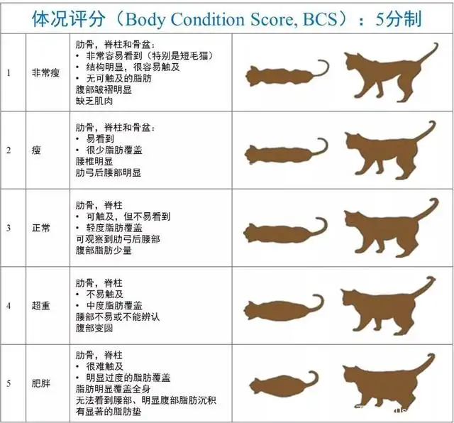 猫的正常寿命是多少(正常猫寿命一般多少年)