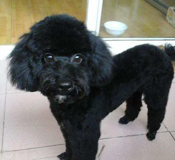 黑色泰迪小型犬(黑色泰迪小型犬图片)