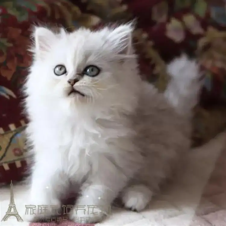 金吉拉宠物猫多少钱(金吉拉大猫能卖多少钱)