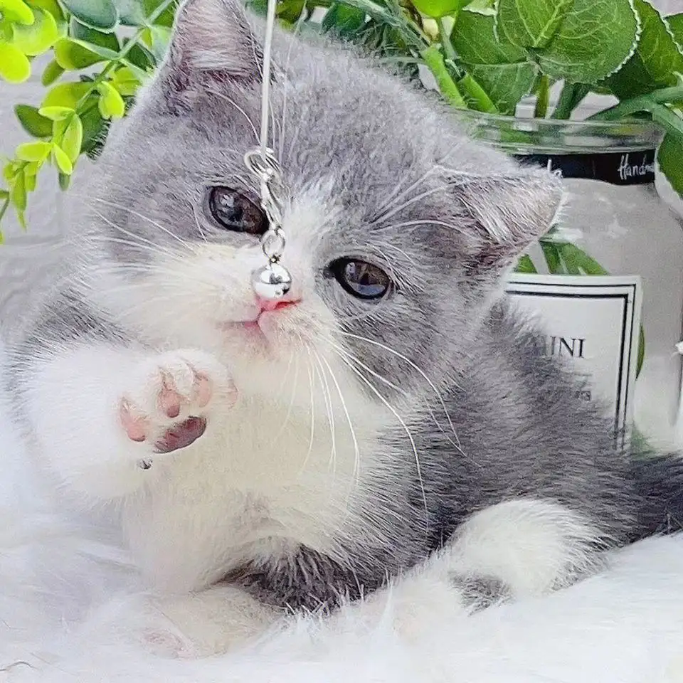 宠物猫咪品种大全(宠物猫的品种及价格便宜)
