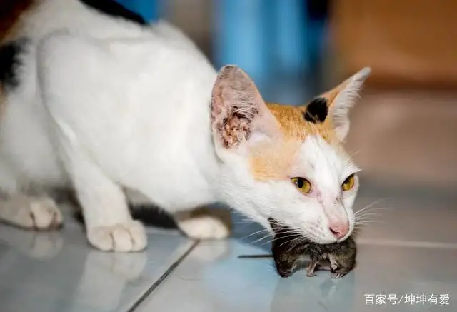 布偶猫捉老鼠(布偶猫抓老鼠视频)