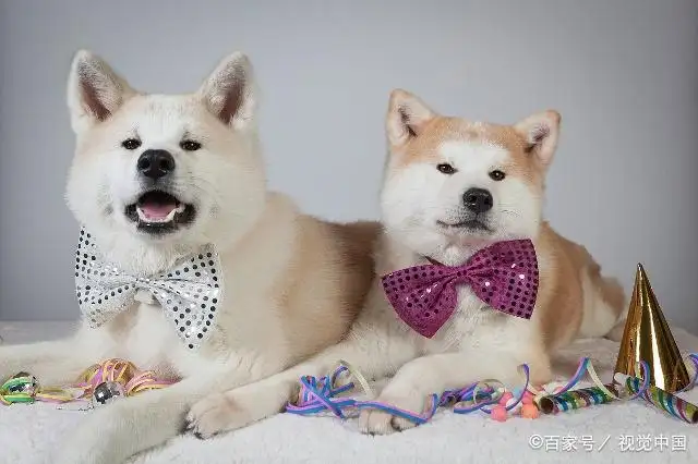 柴犬和秋田犬和中华田园犬的区别(中华田园犬和秋田犬还有柴犬的区别)