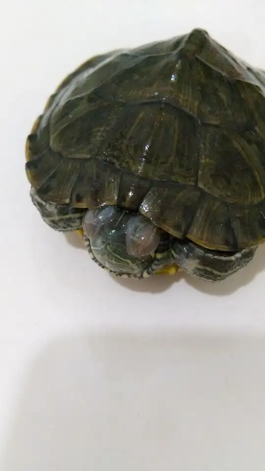 养的乌龟眼睛睁不开了(乌龟眼睛睁不开了该怎么办)