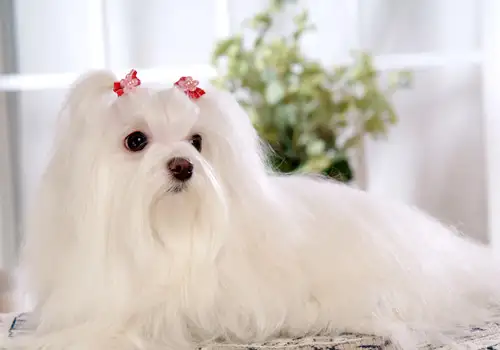 马尔济斯犬体型多大(马尔济斯犬有几种体型)