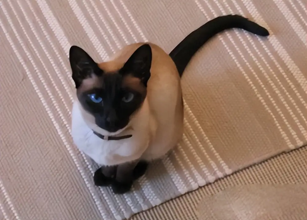 宠物店暹罗猫多少钱一只(宠物暹罗猫价格多少钱一只)
