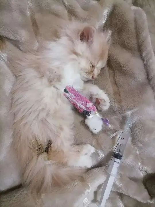得猫瘟猫能活多久(得猫瘟的猫还能活吗)