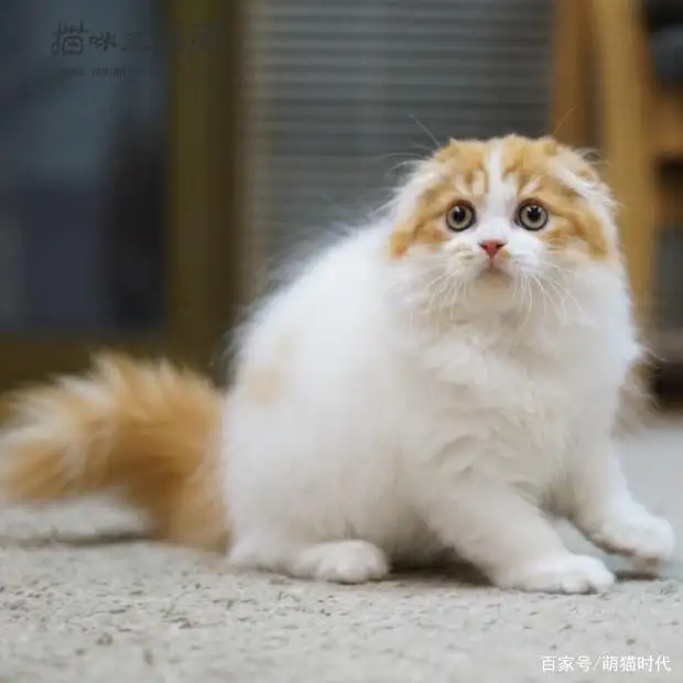 折耳是什么品种的猫(折耳是什么品种的猫图片)
