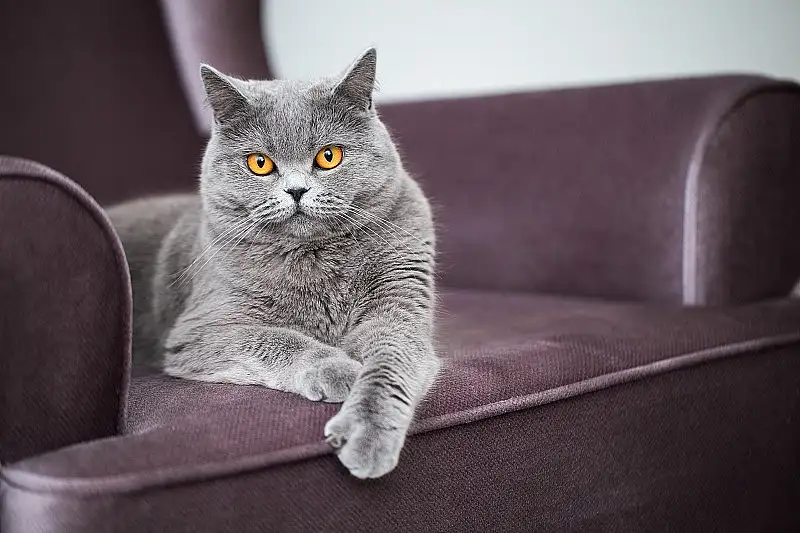 短毛猫咪(短毛猫咪多久洗一次澡比较好)
