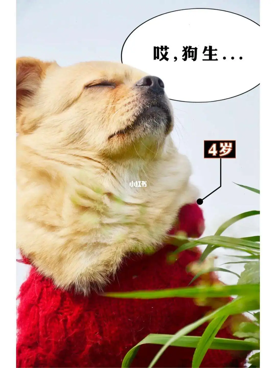 狗的2岁等于人的几岁(狗的两岁相当于人类的几岁?)