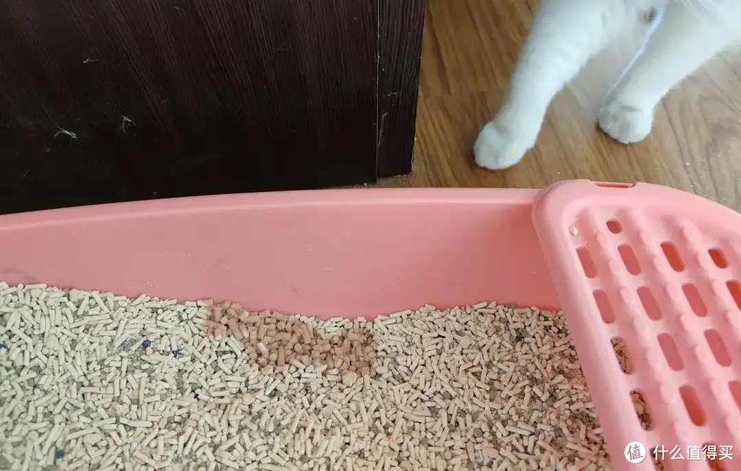 猫咪严重便秘拉不出来怎么办(猫咪严重便秘拉不出来怎么办呢)